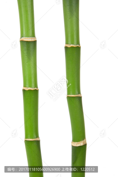 竹