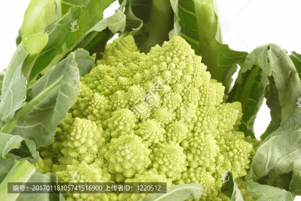 羅馬