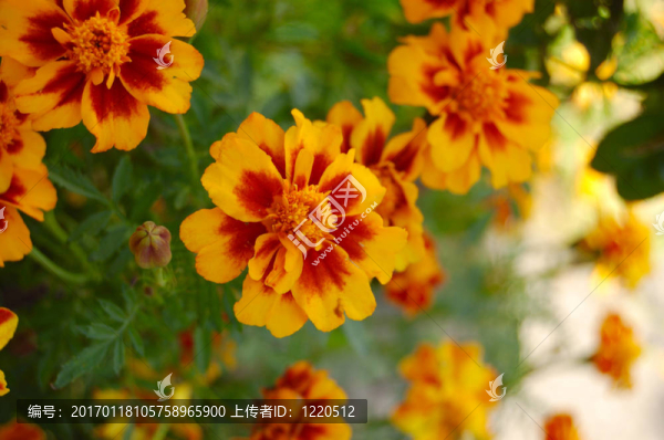 狗的雛菊
