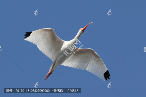 白色朱鷺（Eudocimus,albus）