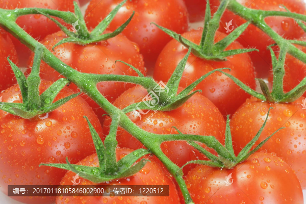 西紅柿