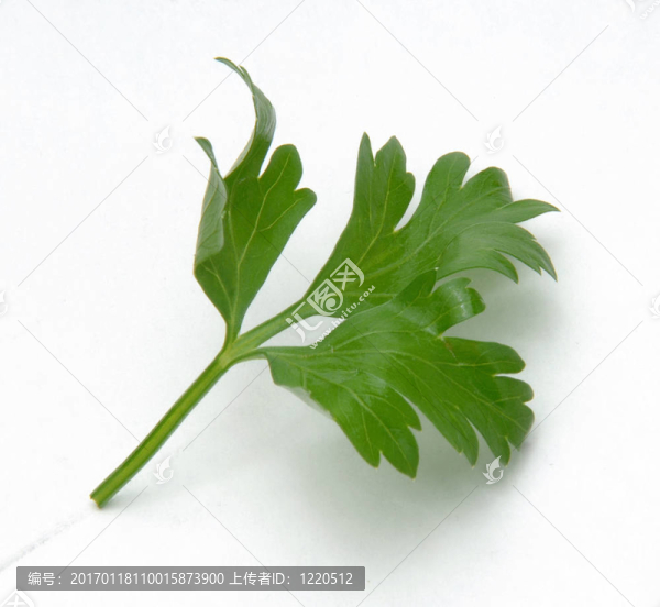 西芹-匯圖網(wǎng) www.fosd68.com 西芹