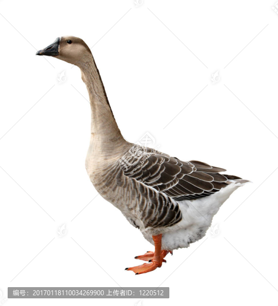 鵝