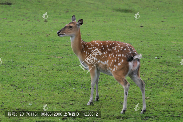 錫卡鹿