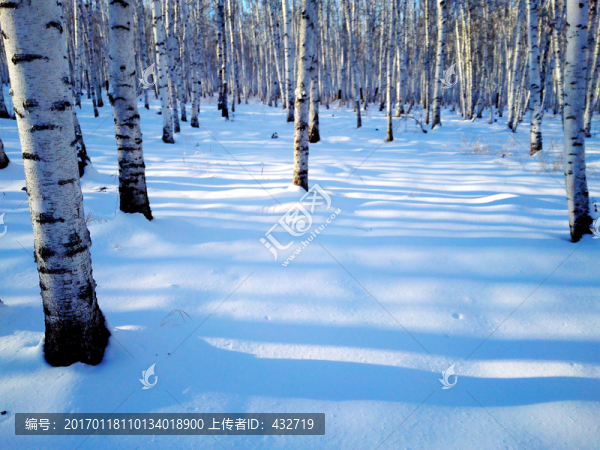 冬天積雪白樺林