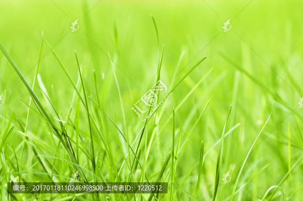 草綠色的背景