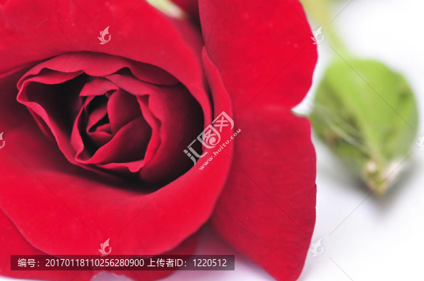 白色背景上的紅玫瑰花