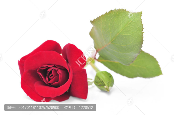 白色背景上的紅玫瑰花