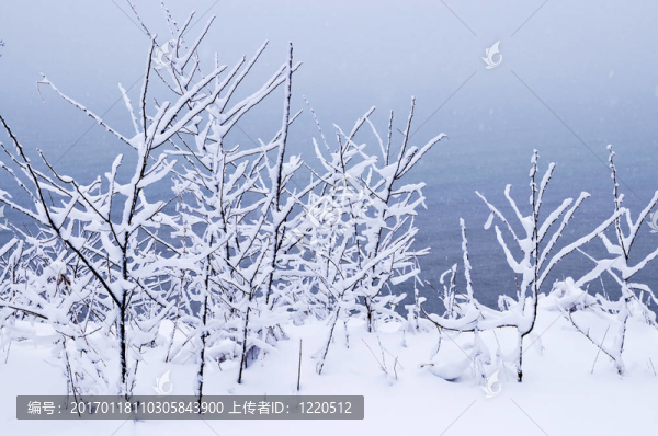 樹上的積雪