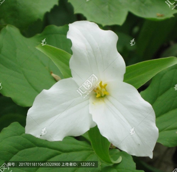 白色延齡草-安大略之花