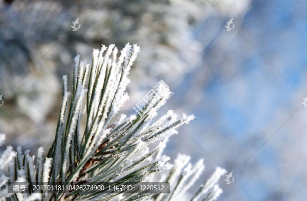 在一棵松樹(shù)的針葉霜