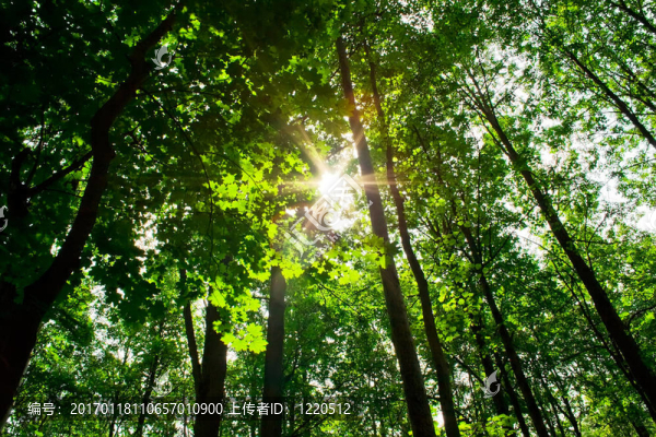 陽光明媚的森林