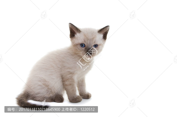 暹羅貓