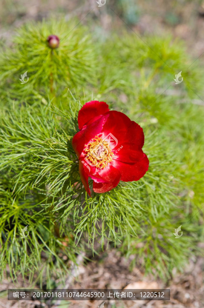 紅牡丹-匯圖網(wǎng) www.fosd68.com 紅牡丹