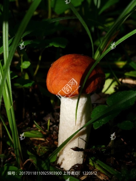 楊樹菇。木蘑菇。