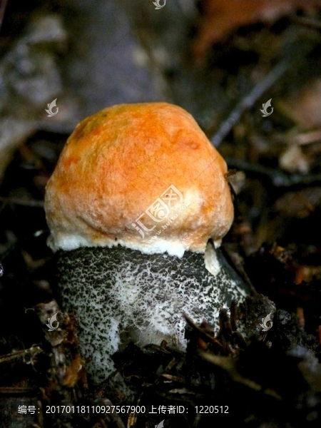楊樹菇。木蘑菇。