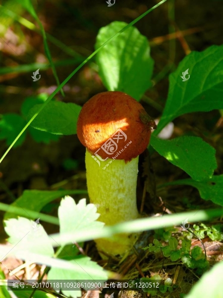 楊樹菇。木蘑菇。