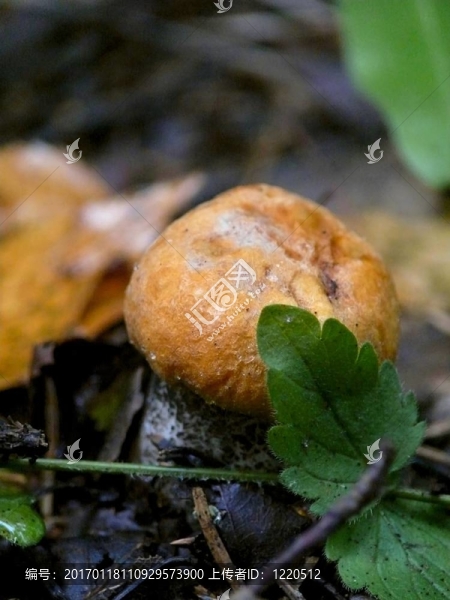 楊樹菇。木蘑菇。