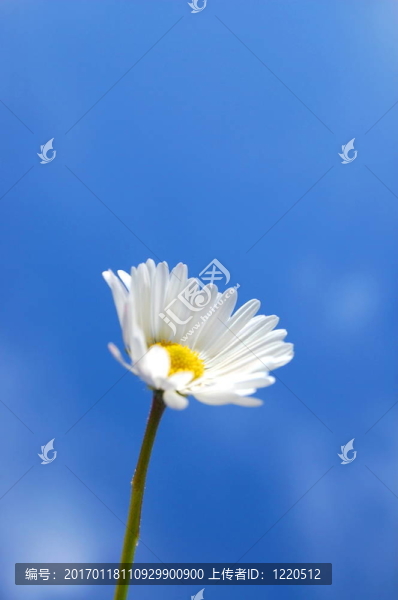 藍天下的菊花