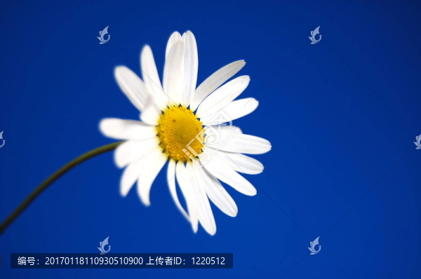 藍(lán)天下的菊花