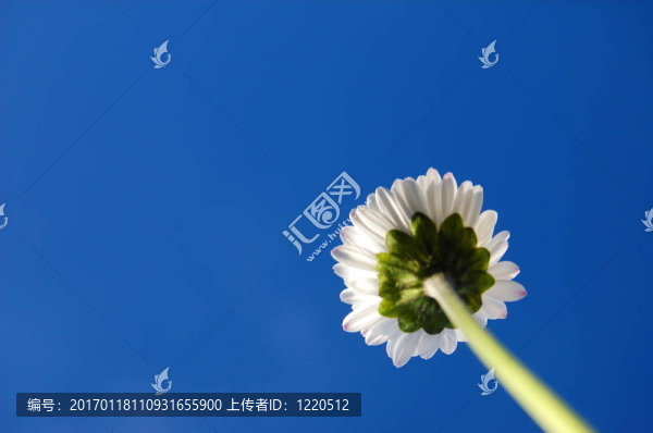 藍(lán)色天空下的菊花