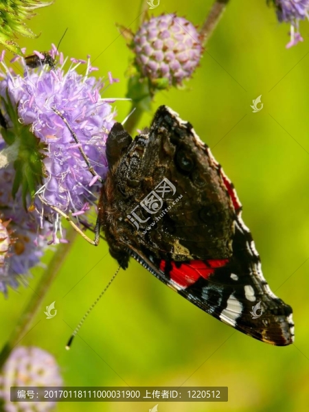 坐在葉子上的蝴蝶。