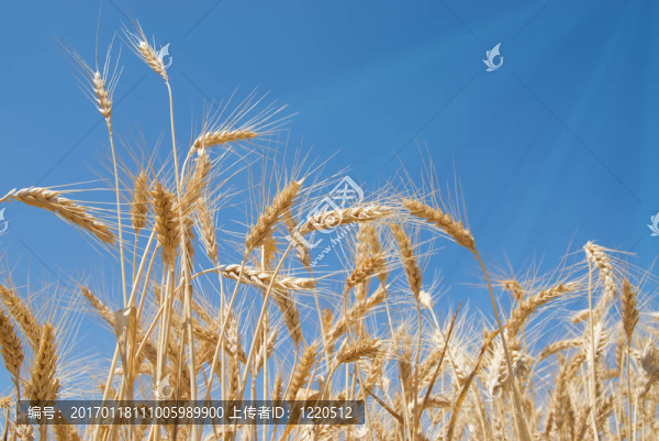 收獲的季節(jié)