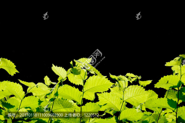 綠色的葉子邊緣