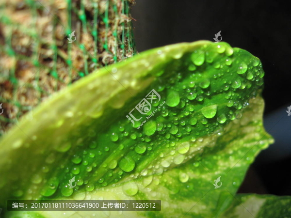 金錢植物的葉子