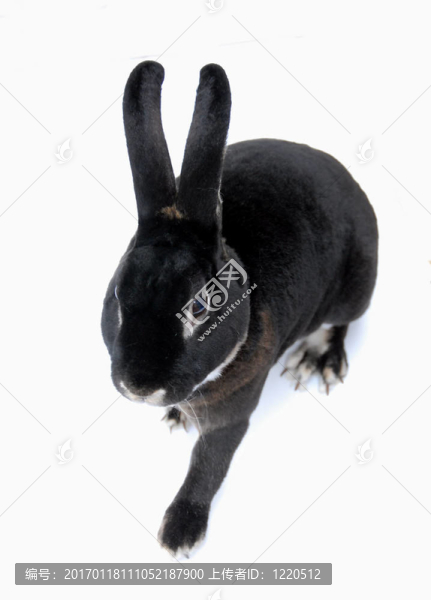 棕色的兔子-匯圖網(wǎng) www.fosd68.com 棕色的兔子