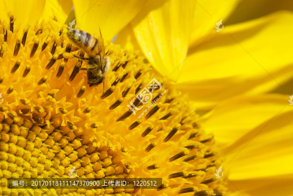 蜜蜂在向日葵