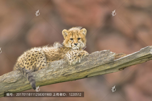 獵豹幼崽