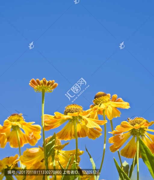 光芒四射的小太陽