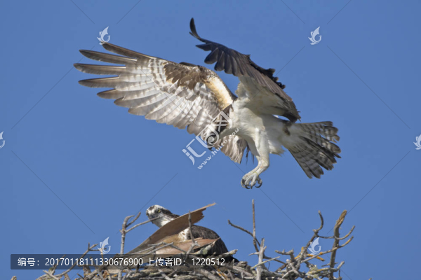 魚鷹是回巢-匯圖網(wǎng) www.fosd68.com 魚鷹是回巢