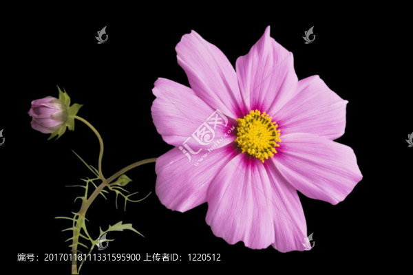 花園里的粉紅色的花