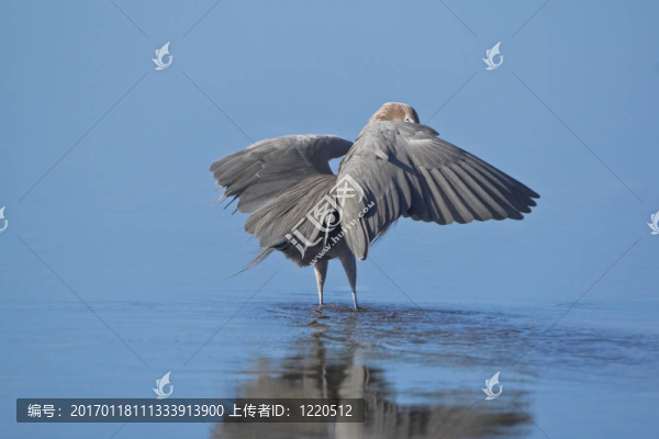 白鷺
