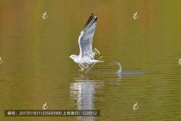 飛濺