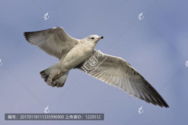 高高飄揚(yáng)
