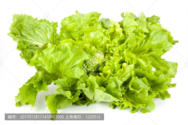 生菜隔離