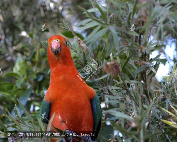 澳大利亞的parrot,Alisterus,scapularis王