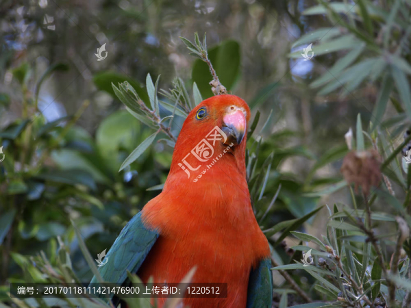 澳大利亞的parrot,Alisterus,scapularis王