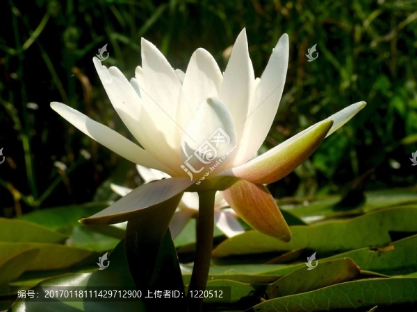 白色的睡蓮。一種花。