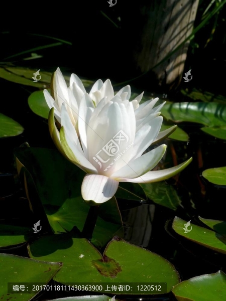 白色的睡蓮。一種花。