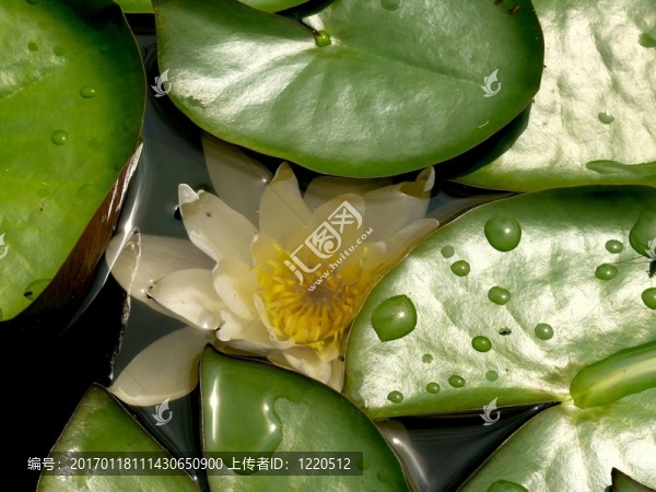 白色的睡蓮。一種花。