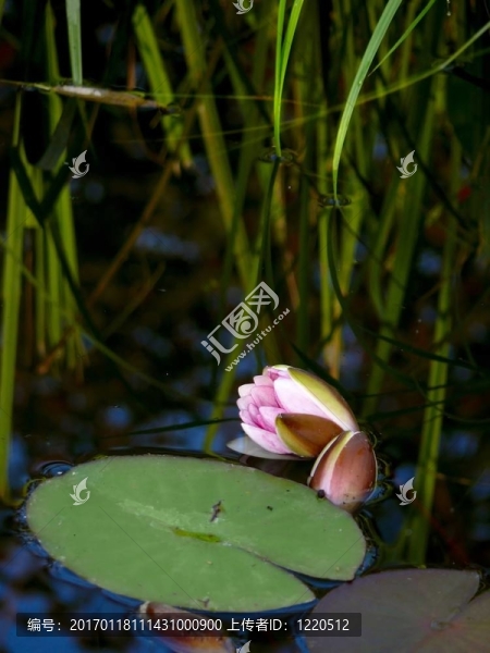 白色的睡蓮。一種花。