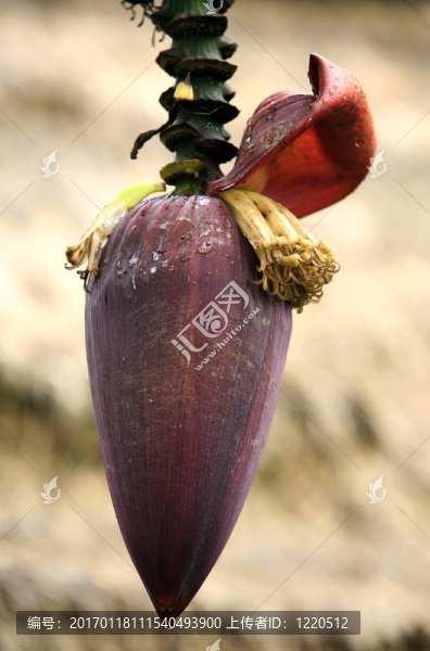 香蕉開花