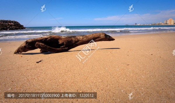 密封浮木海灘