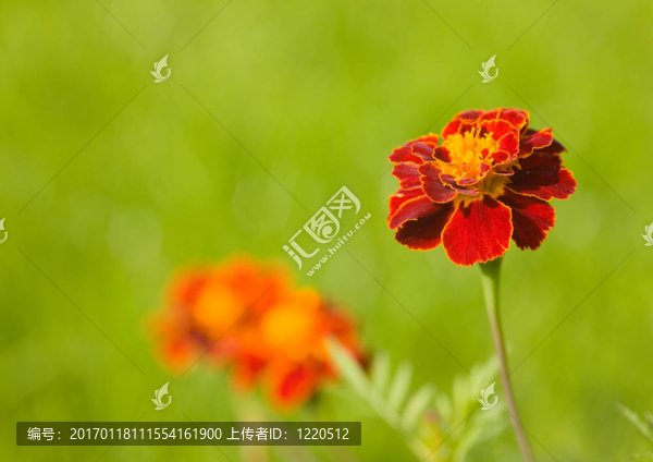 紅色綠色