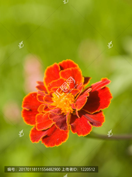 紅色的花