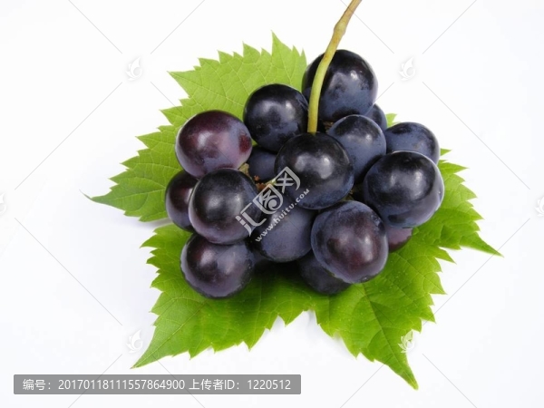 藍(lán)色的葡萄-匯圖網(wǎng) www.fosd68.com 藍(lán)色的葡萄